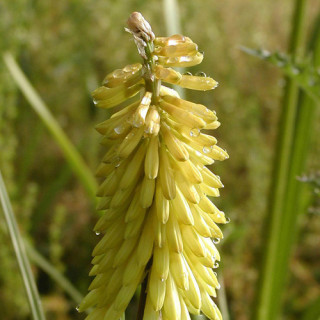 Plantes Vivaces KNIPHOFIA 'Little Maid' - Tison de Satan en vente - Tritoma en vente - Pépinière Lepage .