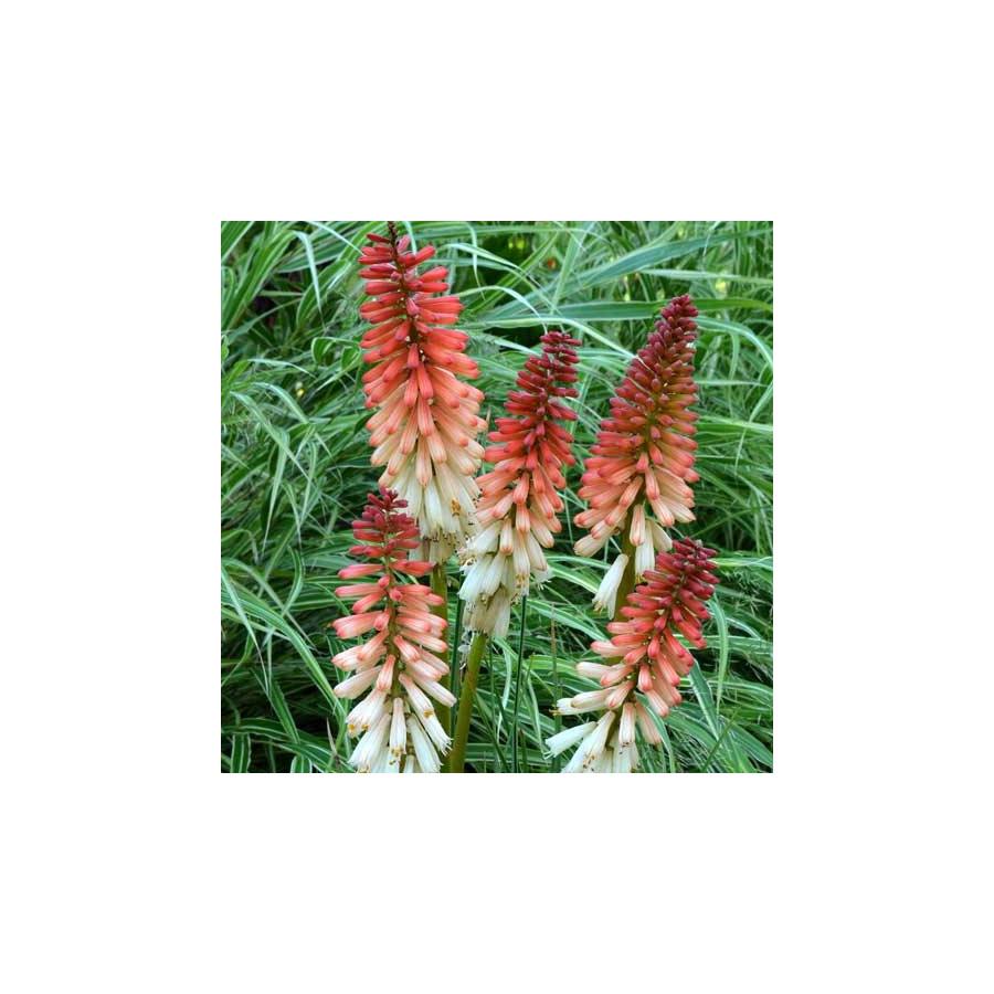 plantes-vivaces-kniphofia-orange-vanilla-popsicle-R-tison-de-satan-en-vente-tritoma-en-vente-pepiniere-lepage-