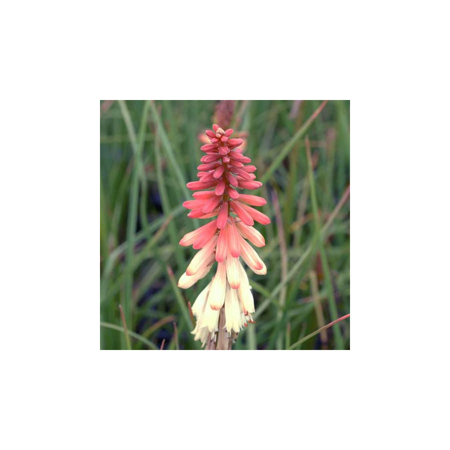 plantes-vivaces-kniphofia-orange-vanilla-popsicle-R-tison-de-satan-en-vente-tritoma-en-vente-pepiniere-lepage-