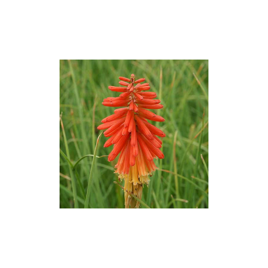 Plantes Vivaces KNIPHOFIA 'Papaya Popsicle' ® - Tison de Satan en vente - Tritoma en vente - Pépinière Lepage .