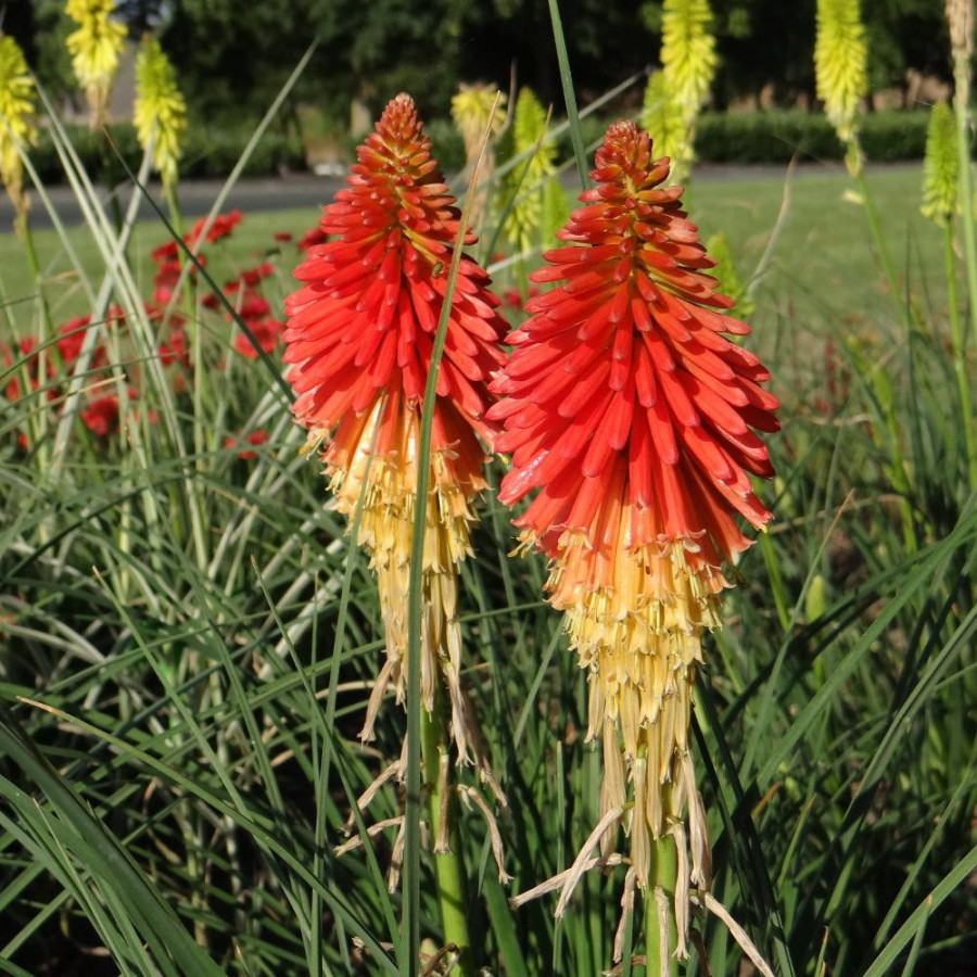 Plantes Vivaces KNIPHOFIA 'Papaya Popsicle' ® - Tison de Satan en vente - Tritoma en vente - Pépinière Lepage .