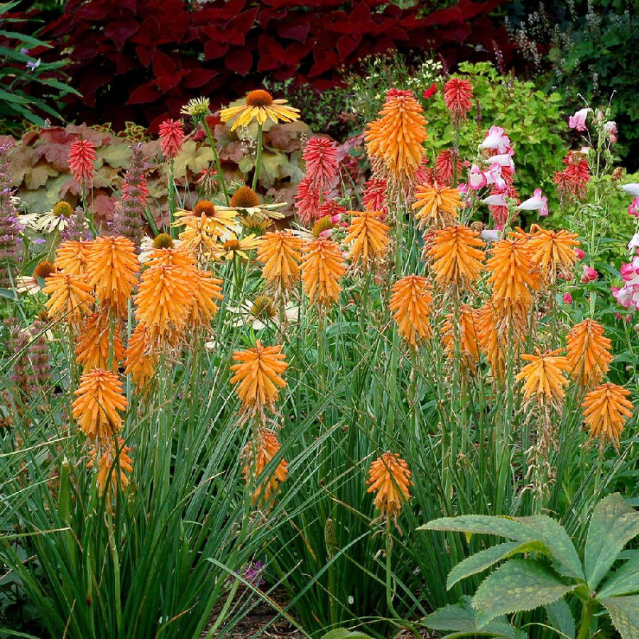 Plantes Vivaces KNIPHOFIA 'Poco Orange' ® en vente - Pépinière Lepage .