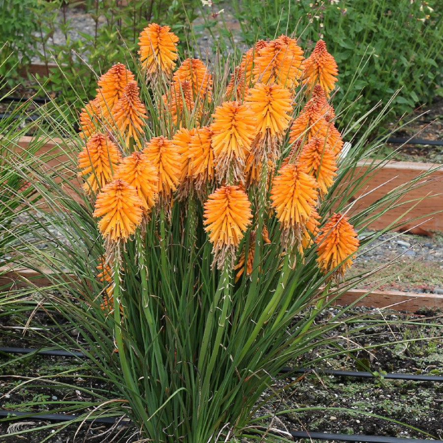 Plantes Vivaces KNIPHOFIA 'Poco Orange' ® en vente - Pépinière Lepage .