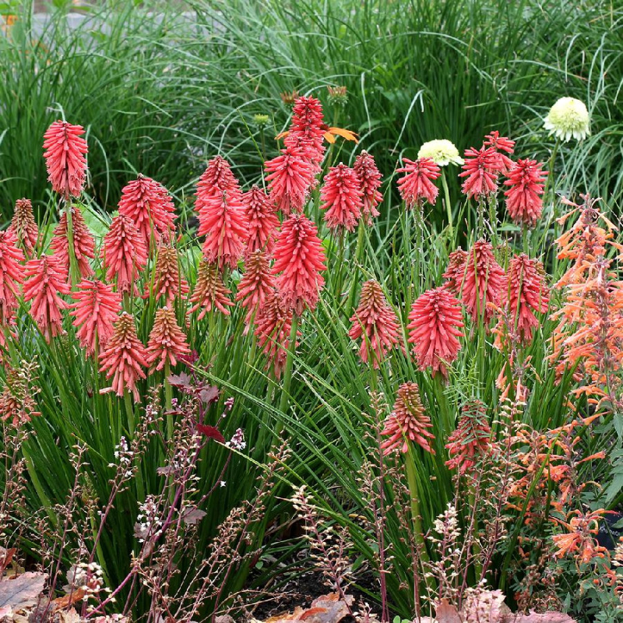 plantes-vivaces-kniphofia-poco-red-R-en-vente-pepiniere-lepage-