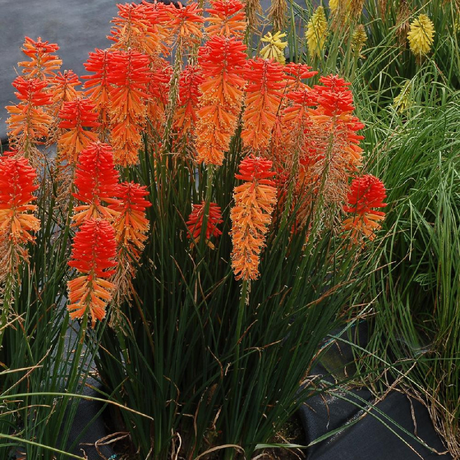 Plantes Vivaces KNIPHOFIA 'Poco Sunset' ® en vente - Pépinière Lepage .