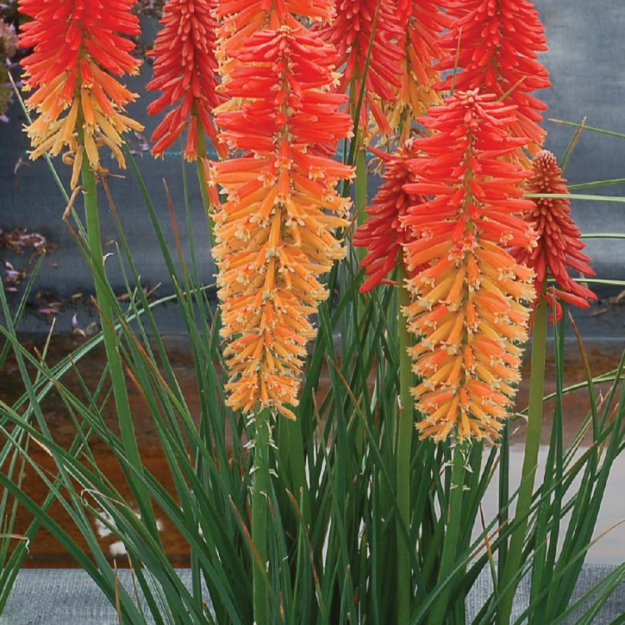 Plantes Vivaces KNIPHOFIA 'Poco Sunset' ® en vente - Pépinière Lepage .