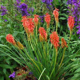 plantes-vivaces-kniphofia-redhot-popsicle-R-tison-de-satan-en-vente-tritoma-en-vente-pepiniere-lepage-