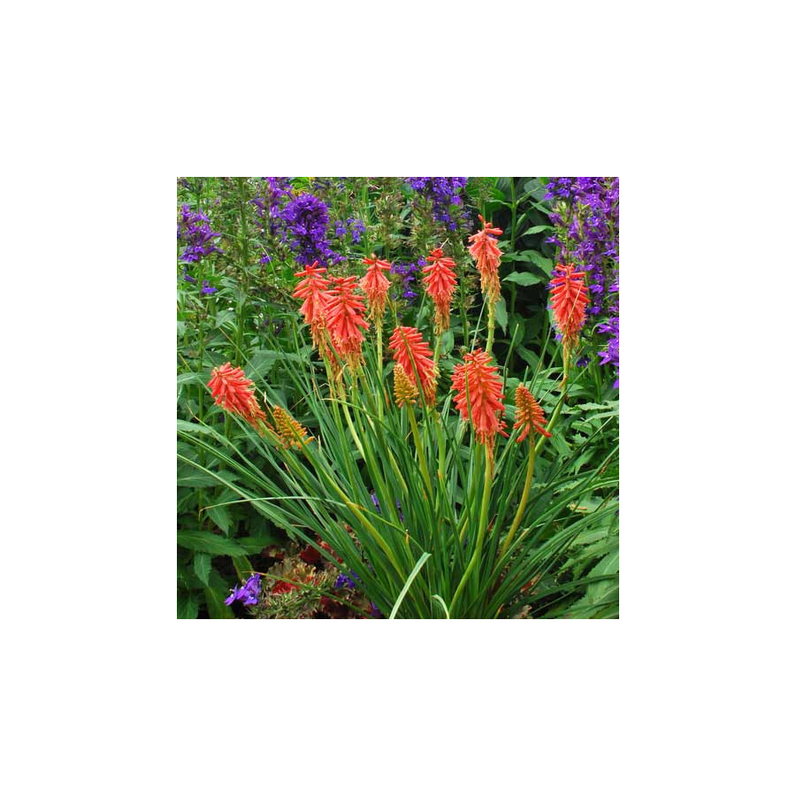 Plantes Vivaces KNIPHOFIA 'Redhot Popsicle' ® - Tison de Satan en vente - Tritoma en vente - Pépinière Lepage .