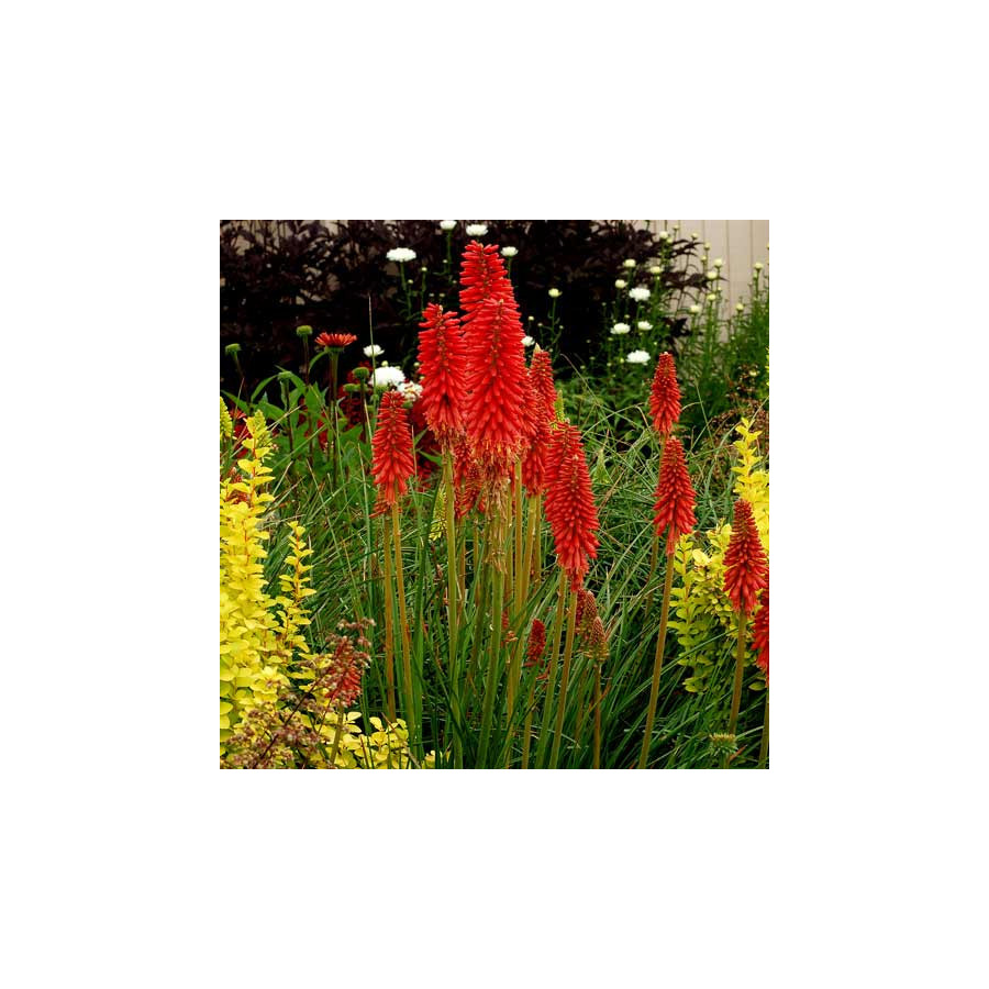Plantes Vivaces KNIPHOFIA 'Redhot Popsicle' ® - Tison de Satan en vente - Tritoma en vente - Pépinière Lepage .