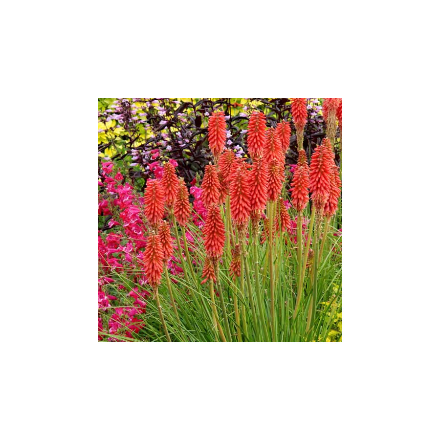 Plantes Vivaces KNIPHOFIA 'Redhot Popsicle' ® - Tison de Satan en vente - Tritoma en vente - Pépinière Lepage .