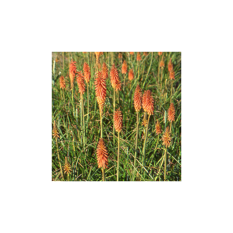 plantes-vivaces-kniphofia-vincent-lepage-tison-de-satan-en-vente-tritoma-en-vente-pepiniere-lepage-