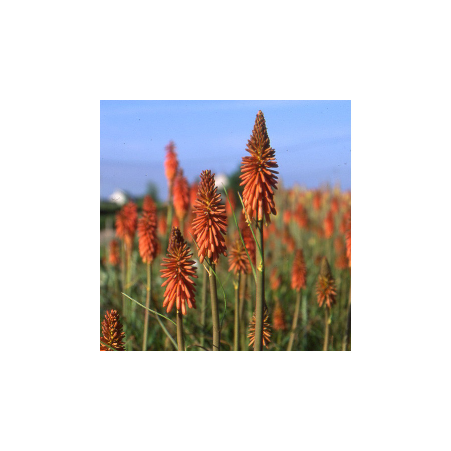 plantes-vivaces-kniphofia-vincent-lepage-tison-de-satan-en-vente-tritoma-en-vente-pepiniere-lepage-