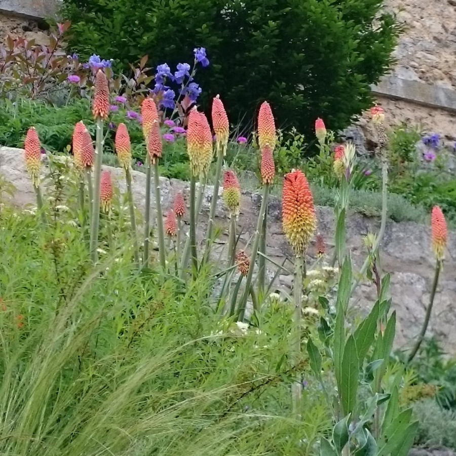 Plantes Vivaces KNIPHOFIA uvaria 'Grandiflora' - Tison de Satan en vente - Tritoma en vente - Pépinière Lepage .
