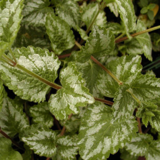 plantes-vivaces-lamiastrum-galeobdolon-florentinum-lamier-florentin-en-vente-pepiniere-lepage-