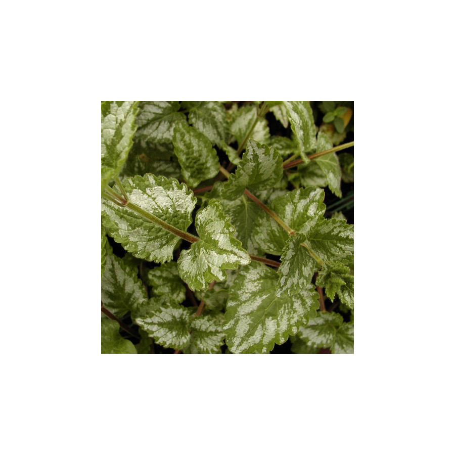 Plantes Vivaces LAMIASTRUM galeobdolon 'Florentinum' - Lamier florentin en vente - Pépinière Lepage .