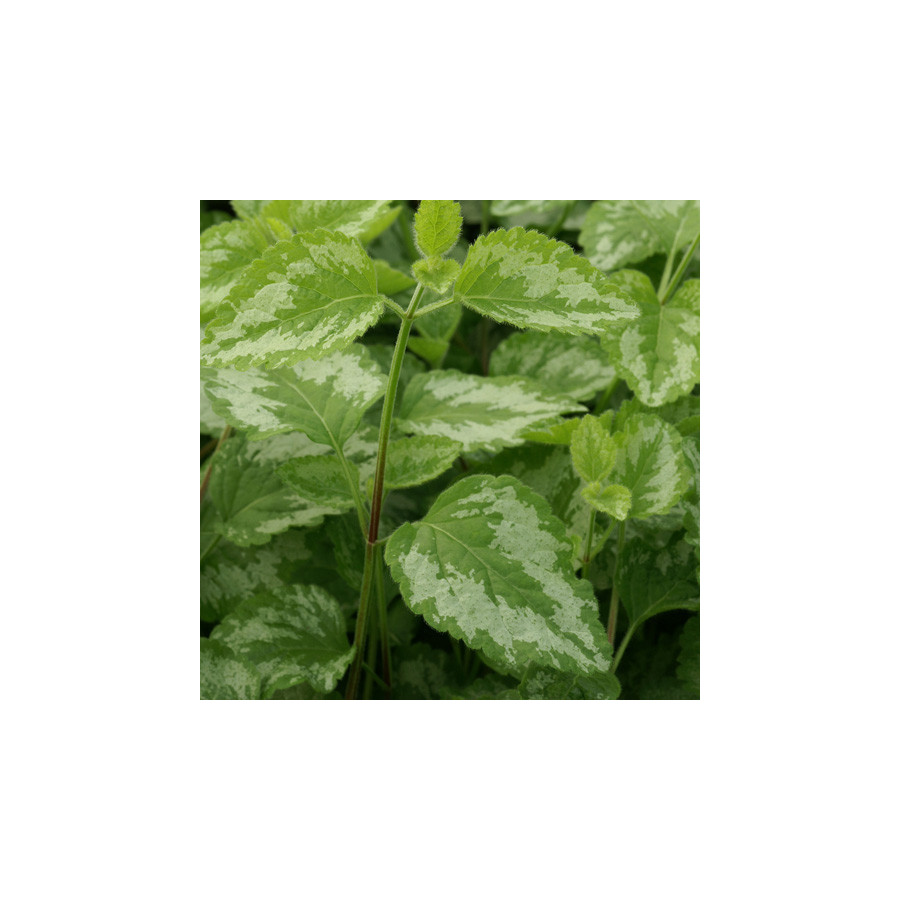 Plantes Vivaces LAMIASTRUM galeobdolon 'Florentinum' - Lamier florentin en vente - Pépinière Lepage .
