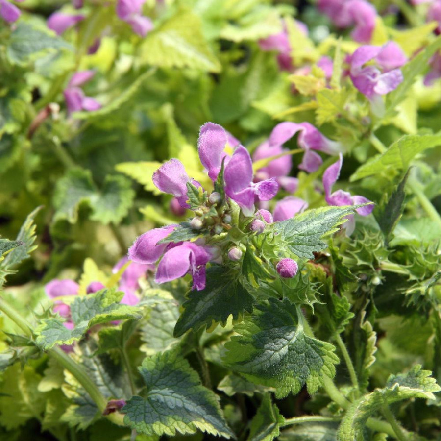 LAMIUM maculatum 'Anne Greenaway'