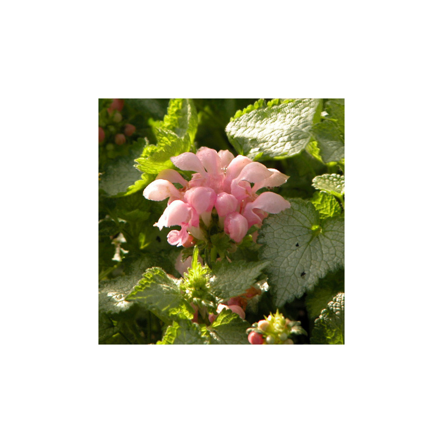 Plantes Vivaces LAMIUM maculatum 'Pink Pewter' - Lamier maculé en vente - Pépinière Lepage .