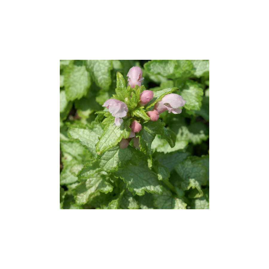Plantes Vivaces LAMIUM maculatum 'Pink Pewter' - Lamier maculé en vente - Pépinière Lepage .