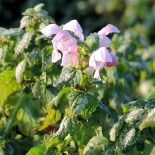 plantes-vivaces-lamium-maculatum-shell-pink-lamier-macule-en-vente-pepiniere-lepage-