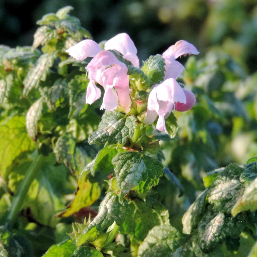 Plantes Vivaces LAMIUM maculatum 'Shell Pink' - Lamier maculé en vente - Pépinière Lepage .