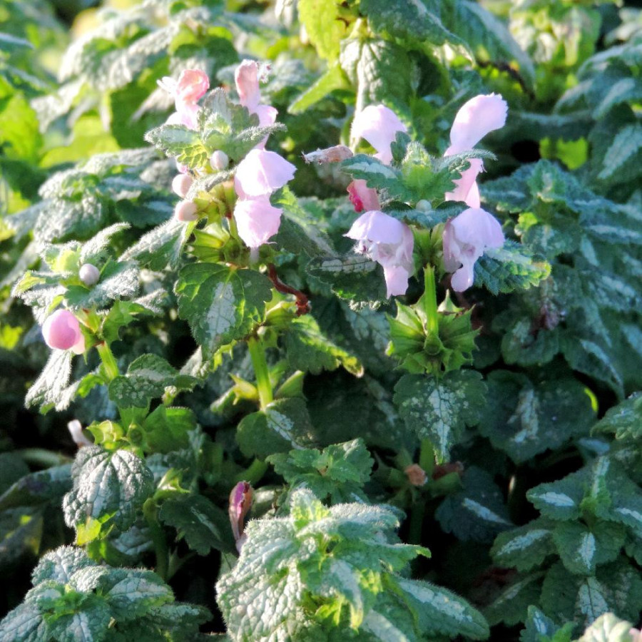 Plantes Vivaces LAMIUM maculatum 'Shell Pink' - Lamier maculé en vente - Pépinière Lepage .