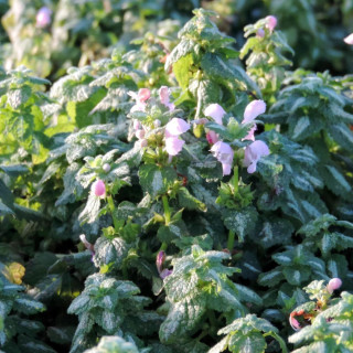 Plantes Vivaces LAMIUM maculatum 'Shell Pink' - Lamier maculé en vente - Pépinière Lepage .
