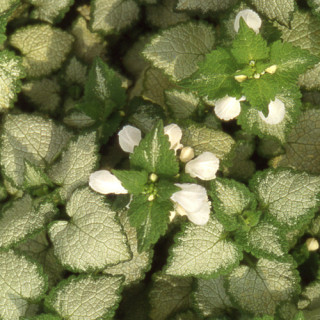 plantes-vivaces-lamium-maculatum-white-nancy-lamier-macule-en-vente-pepiniere-lepage-
