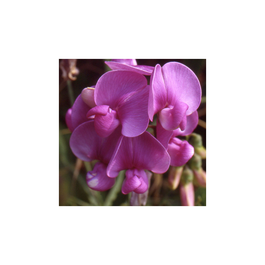Plantes Vivaces LATHYRUS latifolius 'Pink Pearl' - Pois vivace en vente - Pépinière Lepage .