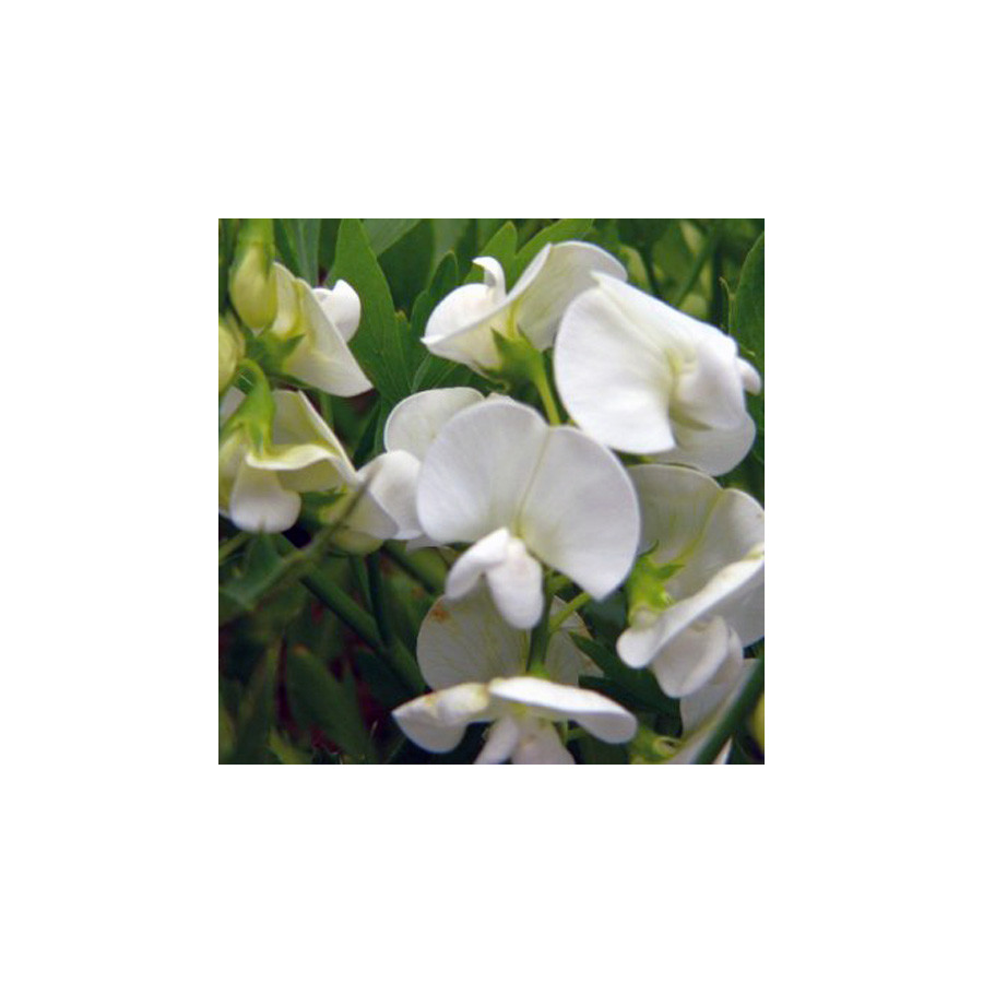 Plantes Vivaces LATHYRUS latifolius 'White pearl' - Pois vivace en vente - Pépinière Lepage .