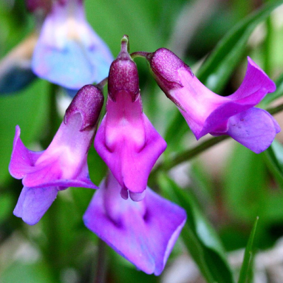 LATHYRUS vernus