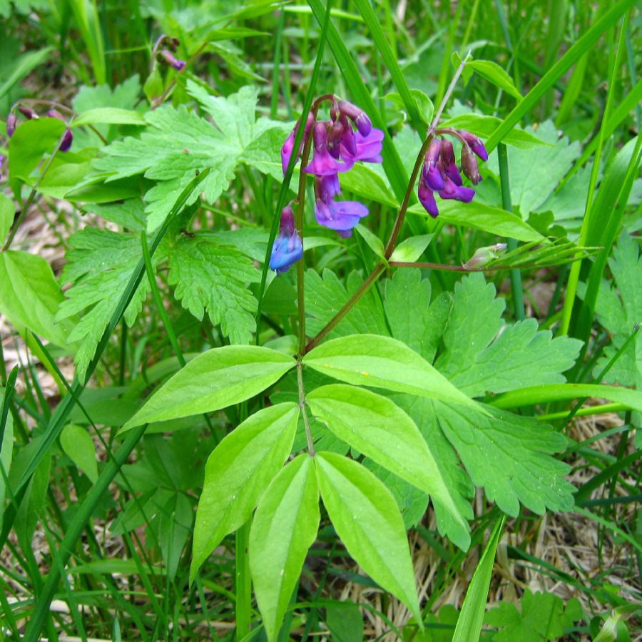 LATHYRUS vernus