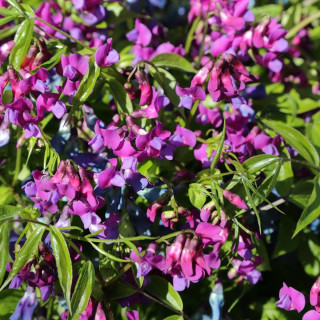 LATHYRUS vernus