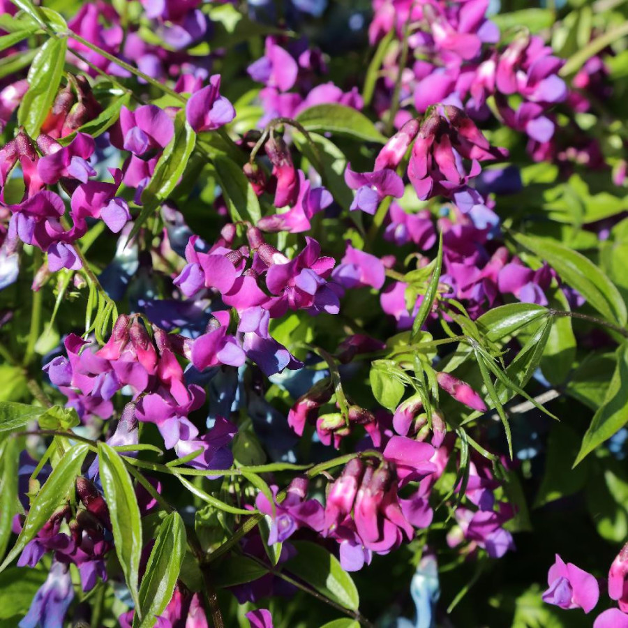 LATHYRUS vernus