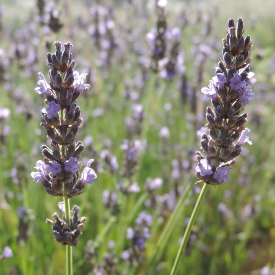 Plantes Vivaces LAVANDULA 'Bleu des Collines' - Lavande en vente - Pépinière Lepage .