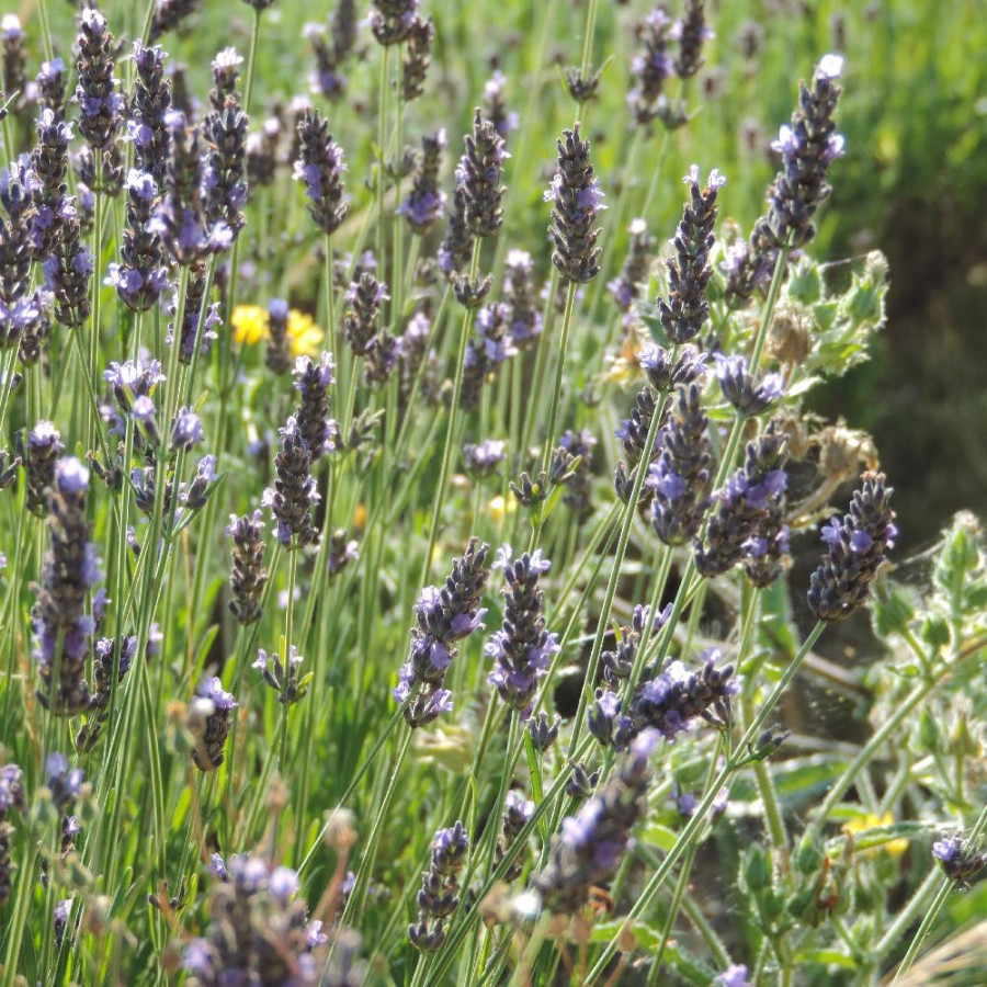 Plantes Vivaces LAVANDULA 'Bleu des Collines' - Lavande en vente - Pépinière Lepage .