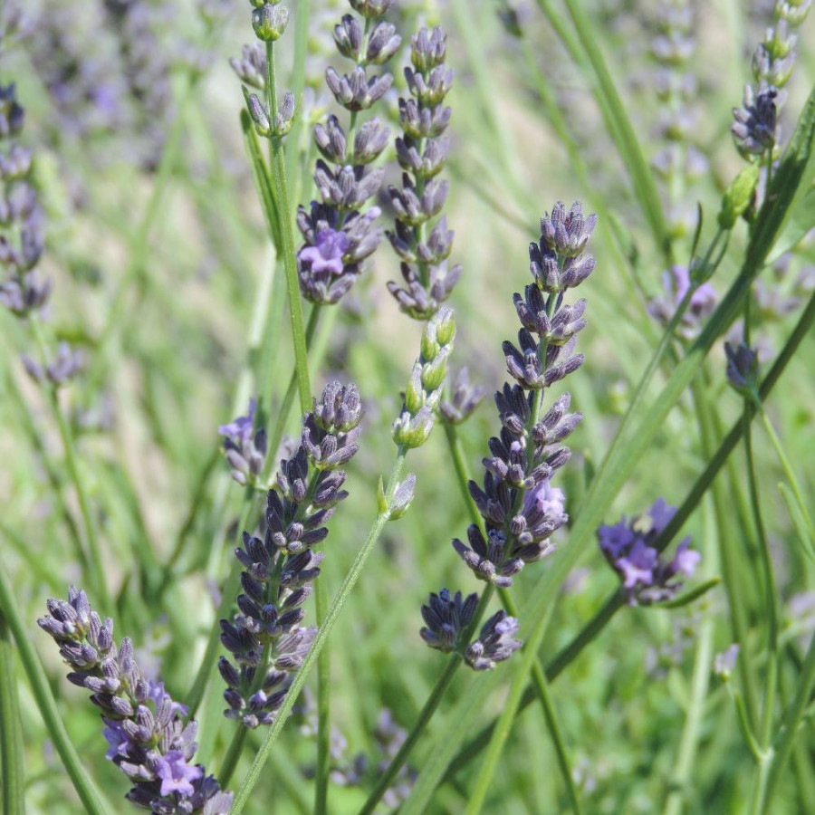Plantes Vivaces LAVANDULA 'Bleu des Collines' - Lavande en vente - Pépinière Lepage .