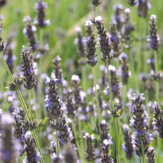Plantes Vivaces LAVANDULA 'Bleu des Collines' - Lavande en vente - Pépinière Lepage .