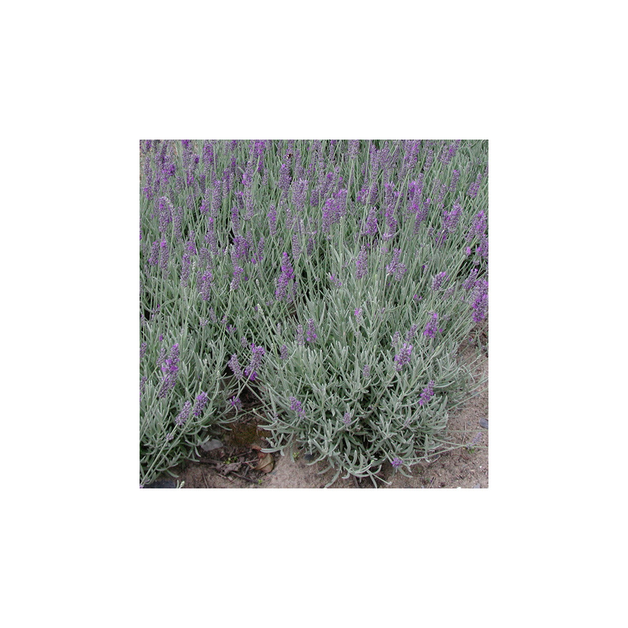 Plantes Vivaces LAVANDULA 'Richard Gray' - Lavande en vente - Pépinière Lepage .
