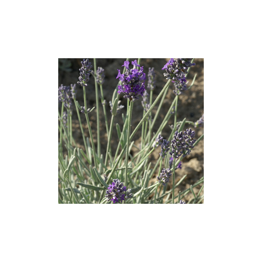 Plantes Vivaces LAVANDULA 'Richard Gray' - Lavande en vente - Pépinière Lepage .