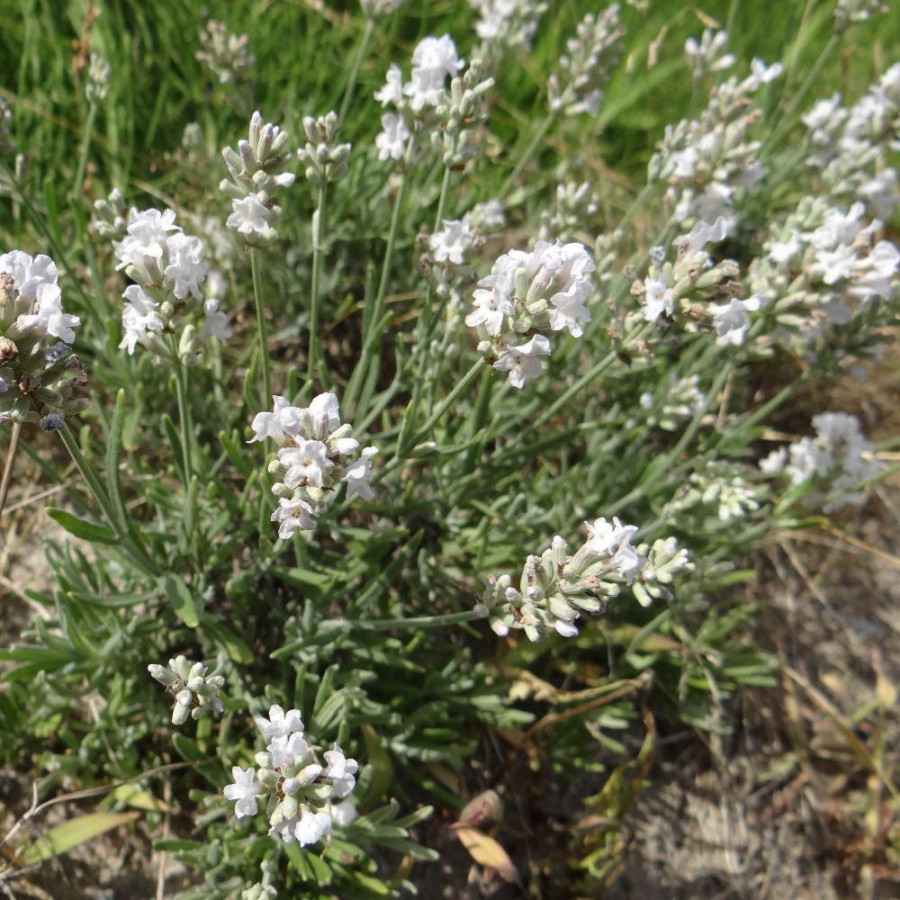 plantes-vivaces-lavandula-angustifolia-alba-lavande-vraie-blanche-en-vente-pepiniere-lepage-