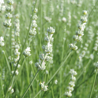 plantes-vivaces-lavandula-angustifolia-alba-lavande-vraie-blanche-en-vente-pepiniere-lepage-