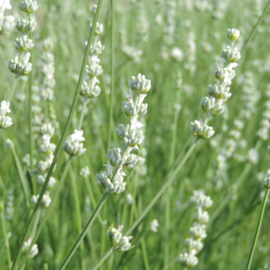 plantes-vivaces-lavandula-angustifolia-alba-lavande-vraie-blanche-en-vente-pepiniere-lepage-
