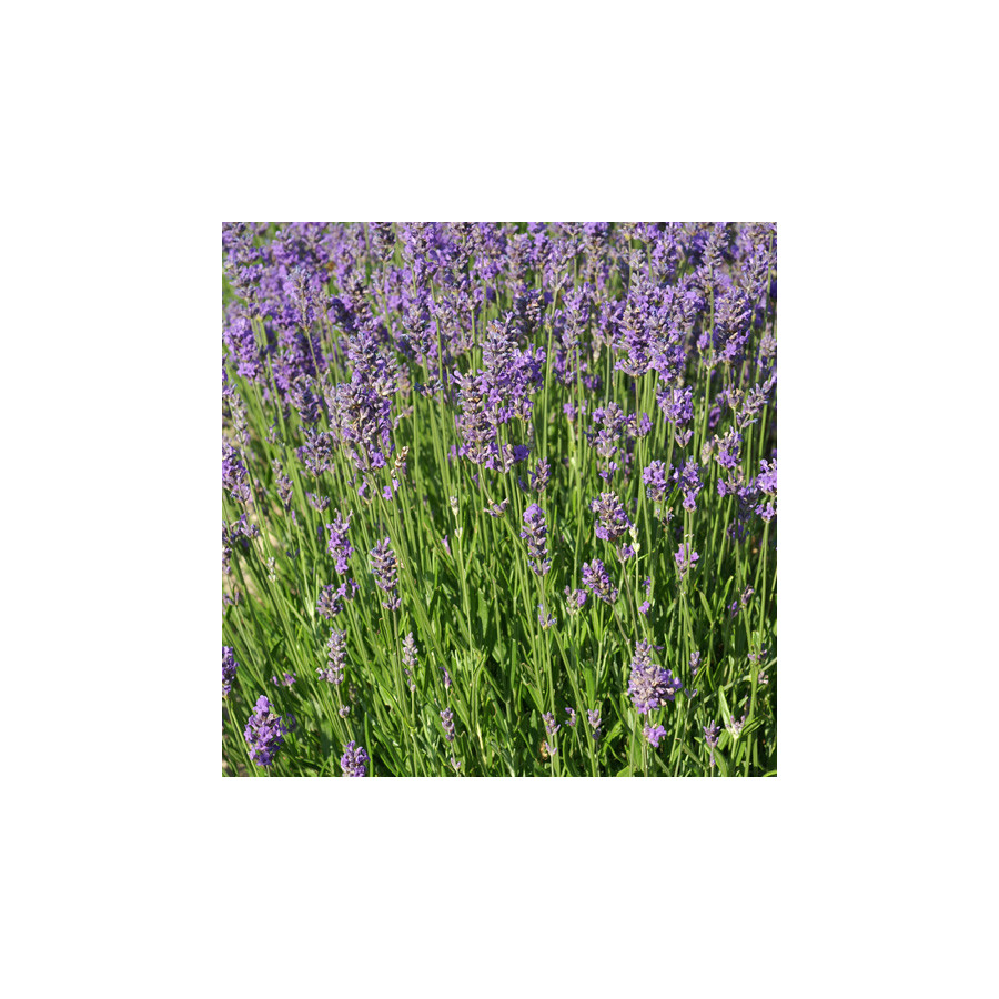 Plantes Vivaces LAVANDULA angustifolia 'Compacta' - Lavande vraie compacte en vente - Pépinière Lepage .