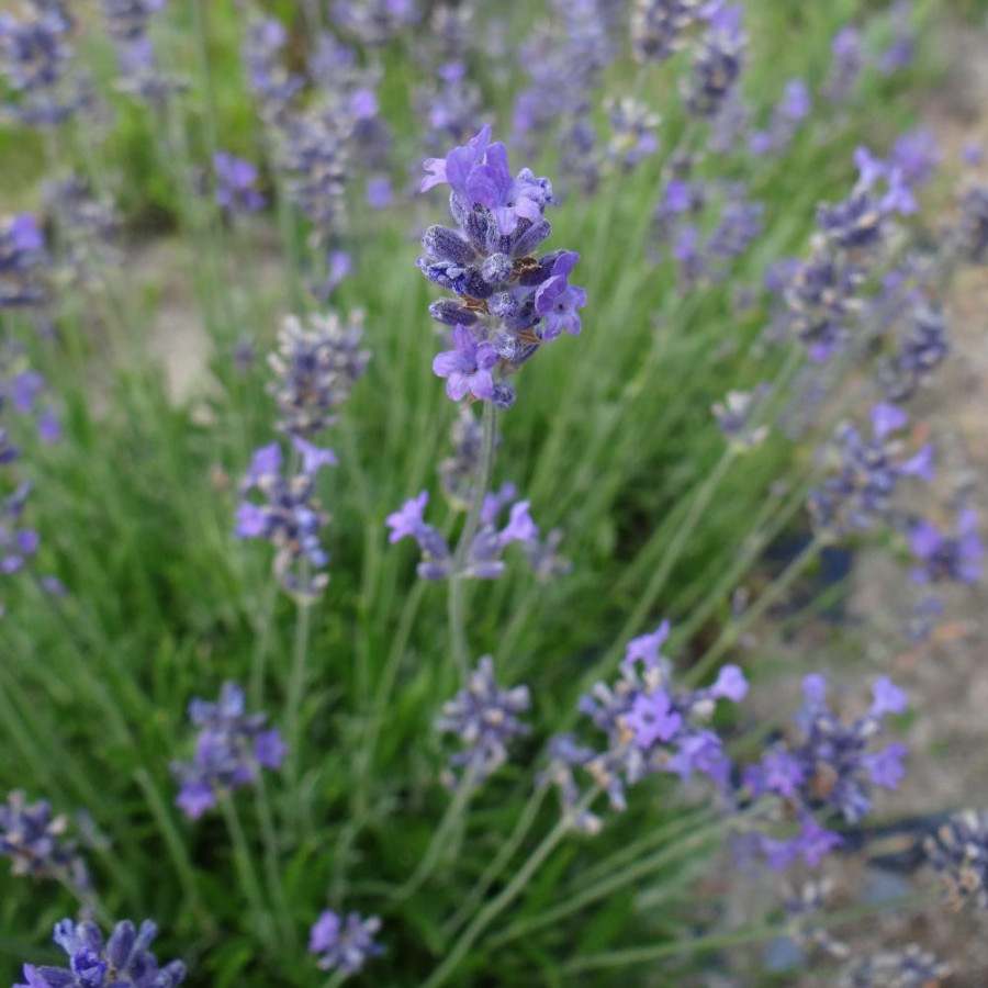 Plantes Vivaces LAVANDULA angustifolia 'Compacta' - Lavande vraie compacte en vente - Pépinière Lepage .