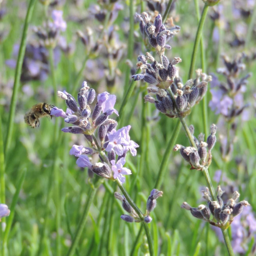 Plantes Vivaces LAVANDULA angustifolia 'Dwarf Blue' - Lavande vraie en vente - Pépinière Lepage .