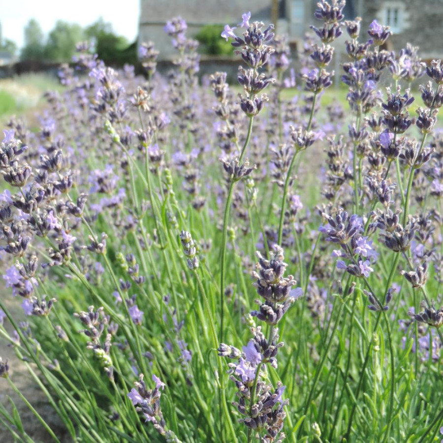 Plantes Vivaces LAVANDULA angustifolia 'Dwarf Blue' - Lavande vraie en vente - Pépinière Lepage .