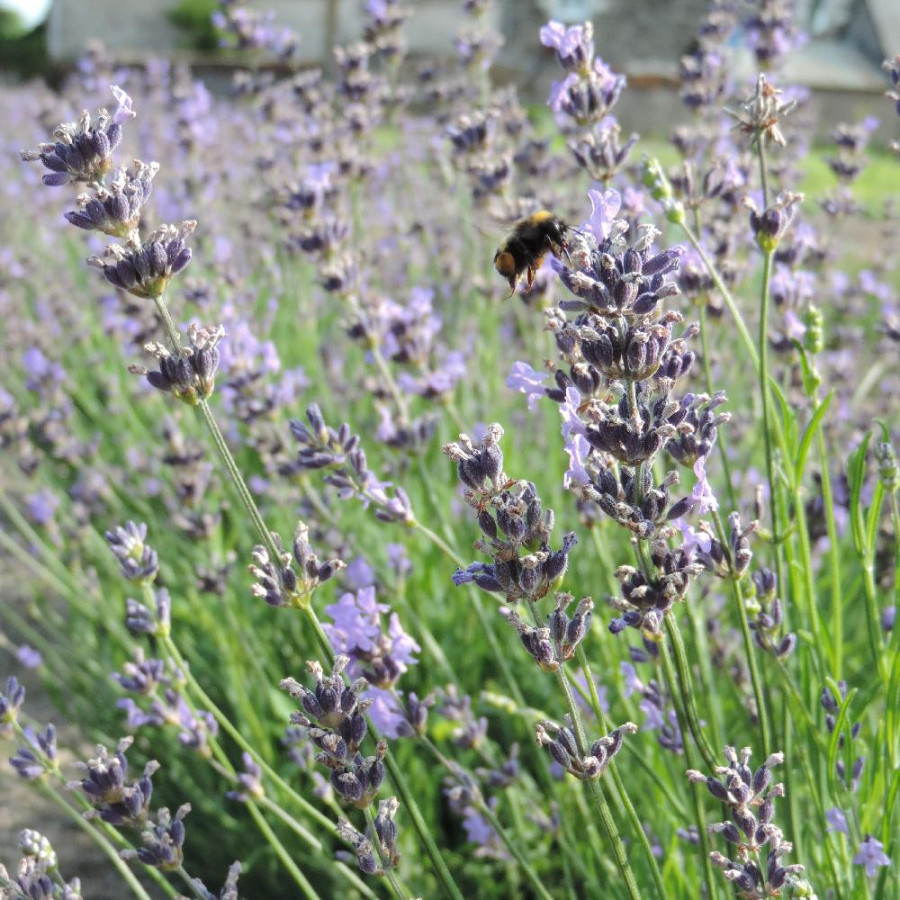 Plantes Vivaces LAVANDULA angustifolia 'Dwarf Blue' - Lavande vraie en vente - Pépinière Lepage .