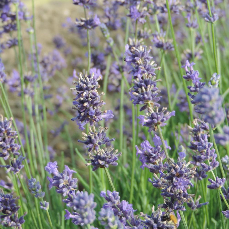 Plantes Vivaces LAVANDULA angustifolia 'Hidcote' - Lavande vraie en vente - Pépinière Lepage .