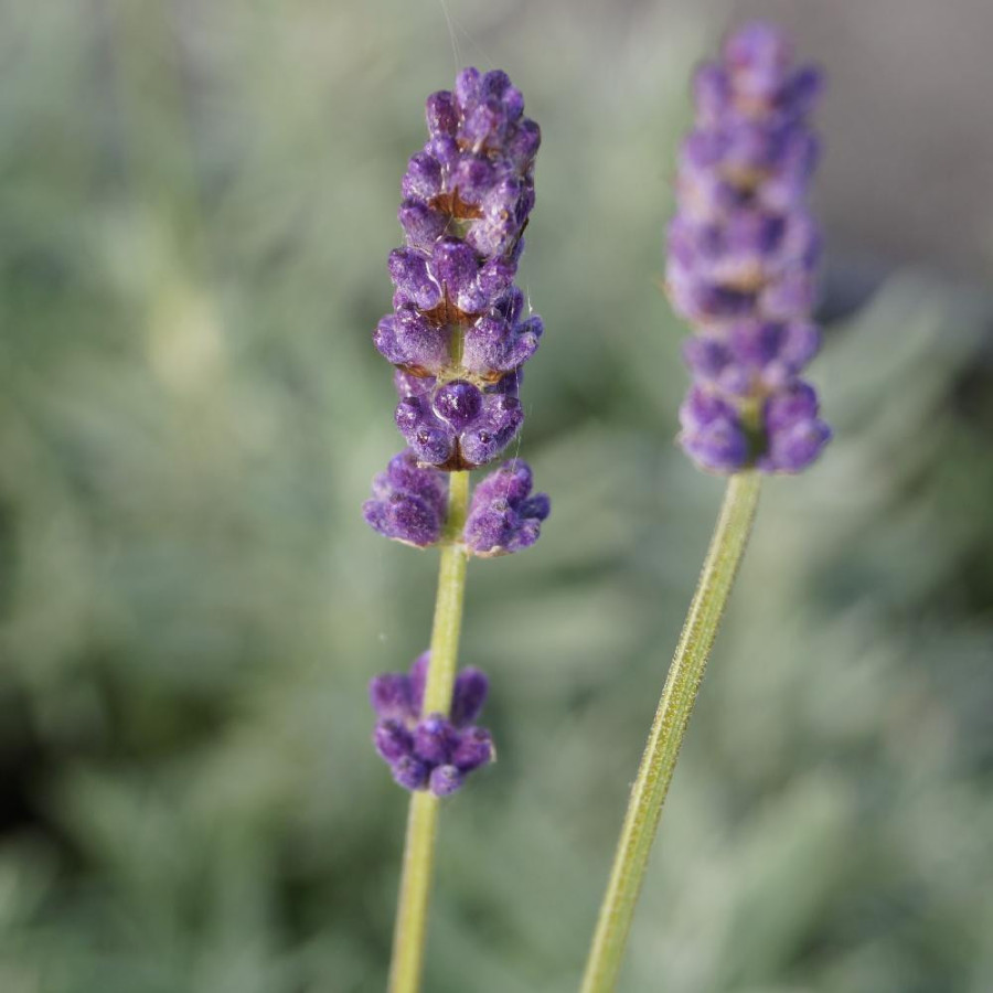 plantes-vivaces-lavandula-angustifolia-peter-pan-lavande-vraie-en-vente-pepiniere-lepage-